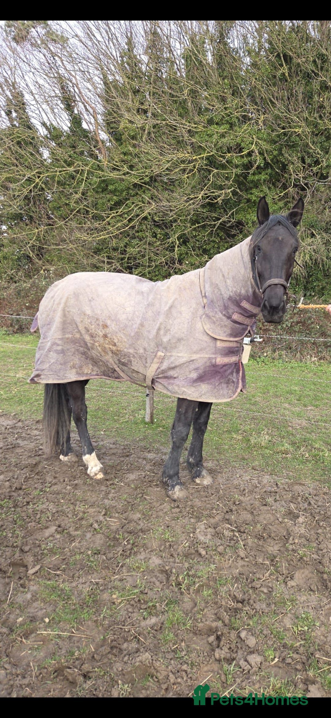 Irish Sports horses ISH filly in Brandon - Advert 18