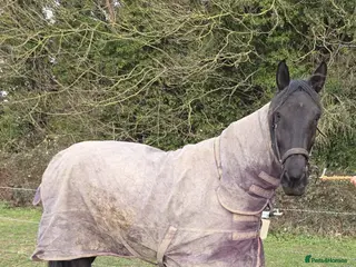 Irish Sports horses ISH filly in Brandon - Advert 2