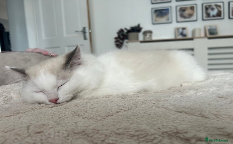 Ragdoll cats - Advert 16