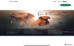 Labrador Retriever dogs for sale: KC REGISTERED FOX RED LABRADOR PUPPYS DUE SOON  - Image 3