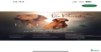 Labrador Retriever dogs - Advert 1