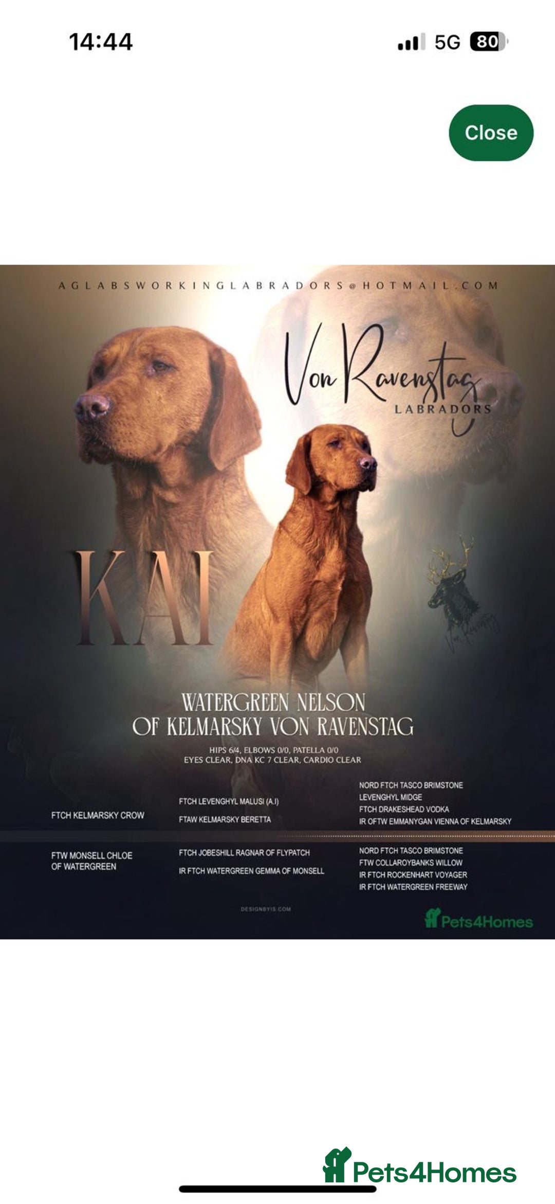 Labrador Retriever dogs for sale: KC REGISTERED FOX RED LABRADOR PUPPYS DUE SOON  - Image 3