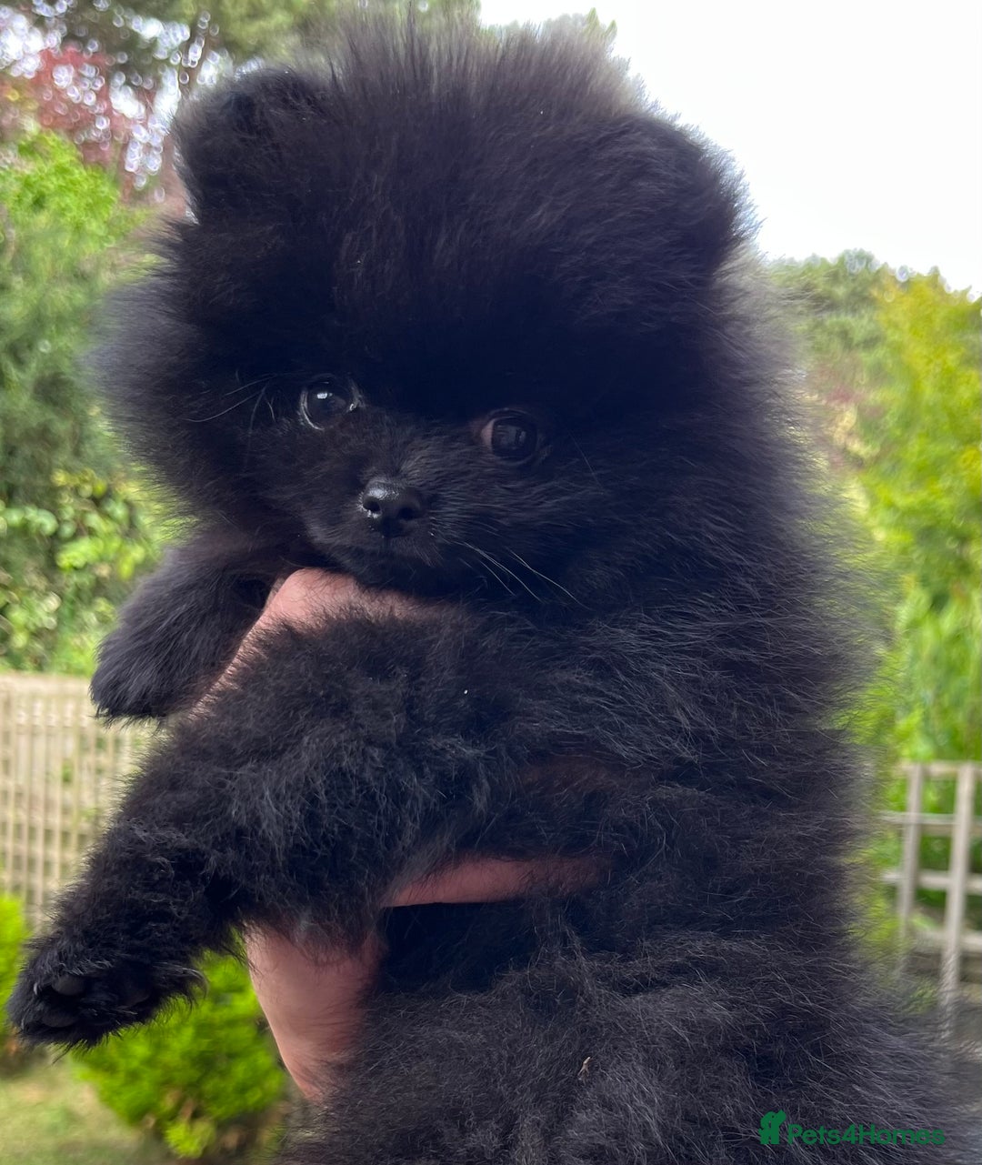 Pomeranian dogs for sale: Adorable Black Pomeranian Readyto Steal Your Heart - Image 6