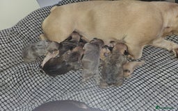 French Bulldog dogs for sale: Gorgeous french bulldogs - Image 13