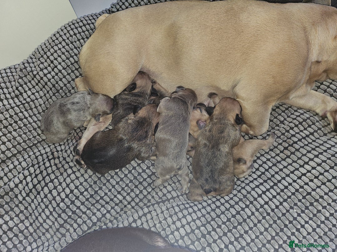 French Bulldog dogs for sale: Gorgeous french bulldogs - Image 13