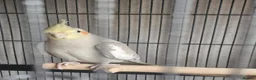 Cockatiels birds for sale: Male cockatiel and cage etc - Advert 2