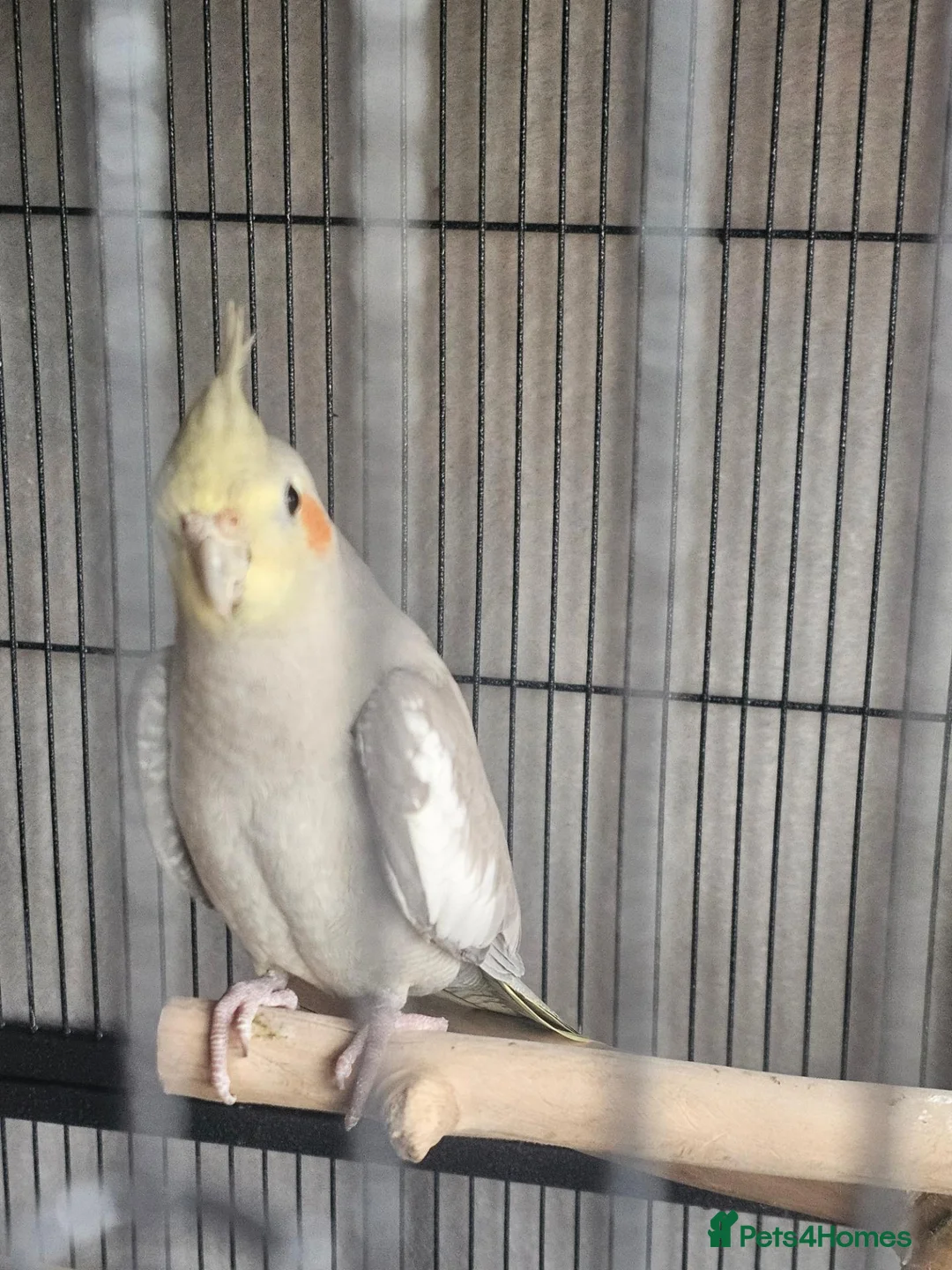 Cockatiels birds for sale: Male cockatiel and cage etc - Advert 2