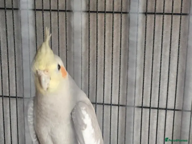 Cockatiels birds for sale: Male cockatiel and cage etc - Advert 2