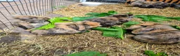 Mini Lion Lop rabbits for sale: 4 lionhead lops for sale - Advert 4