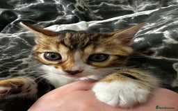 Bengal cats for sale: Male and female Bengals ready to leave  - Image 4
