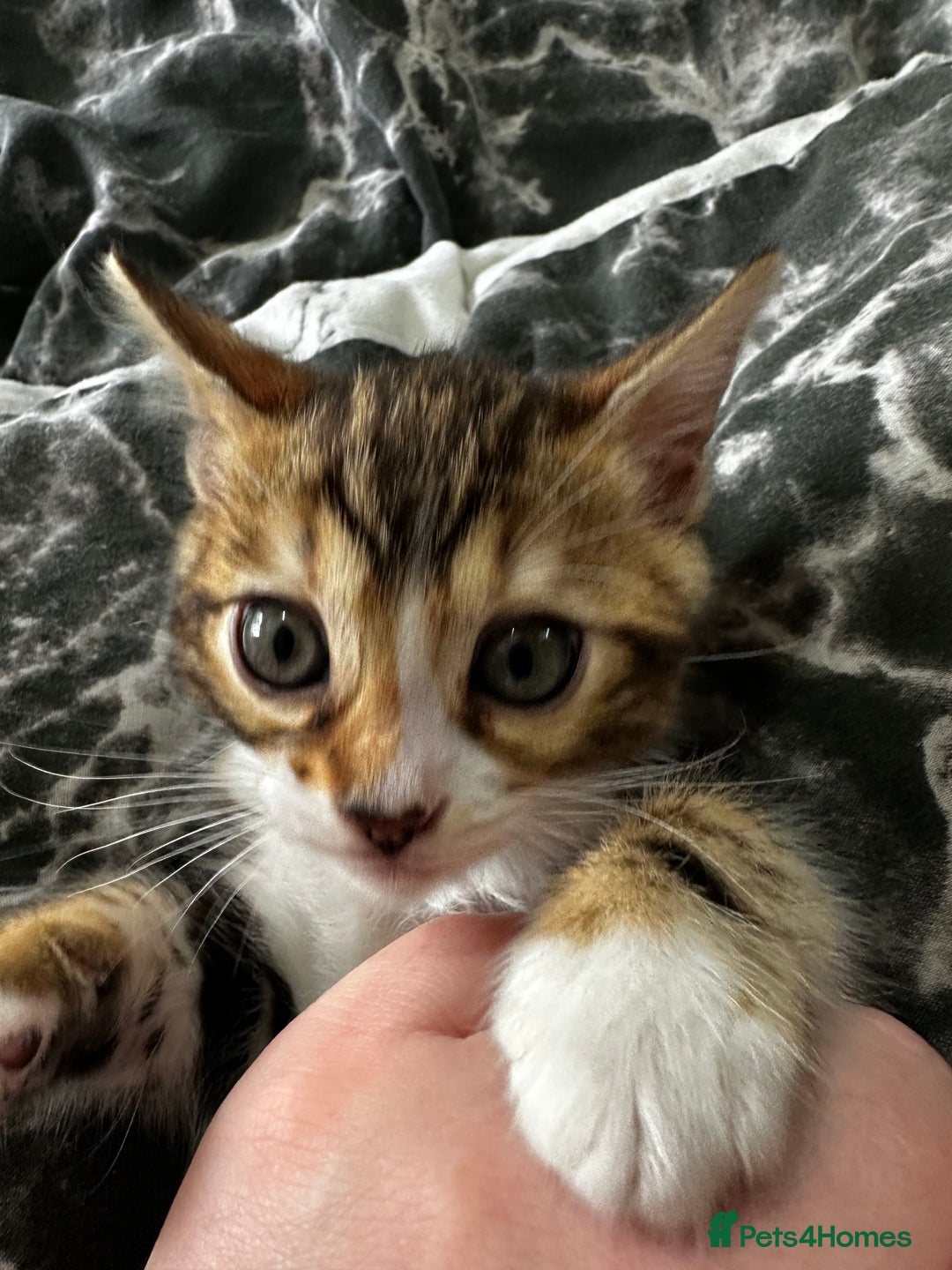 Bengal cats for sale: Male and female Bengals ready to leave  - Image 4