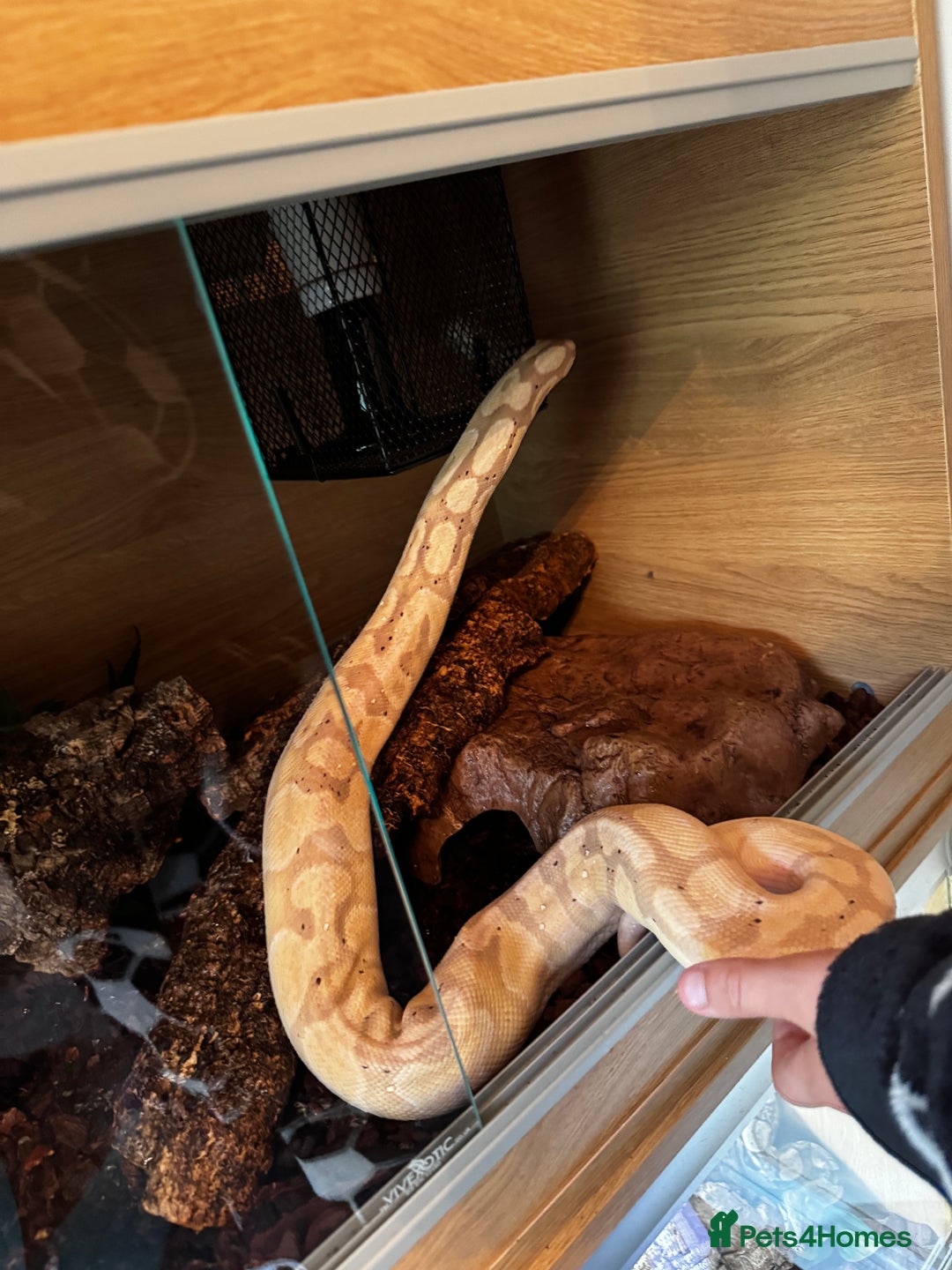 Boa Snake reptiles for sale: Boa, royal and a California king snake for sale  - Image 14