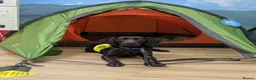 Labrador Retriever dogs for sale: Scent detection dog  - Advert 4