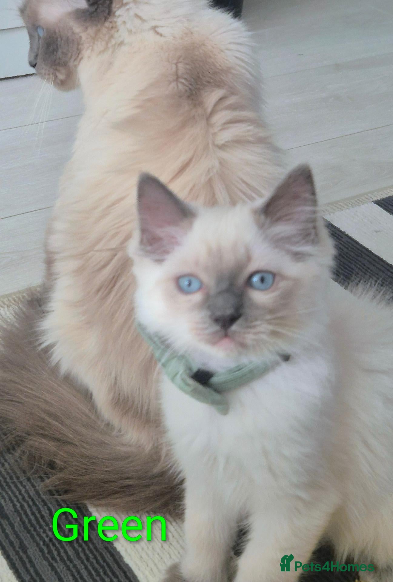 Ragdoll cats 😻 Ragdoll Kitten Boy 😻 - Advert 1