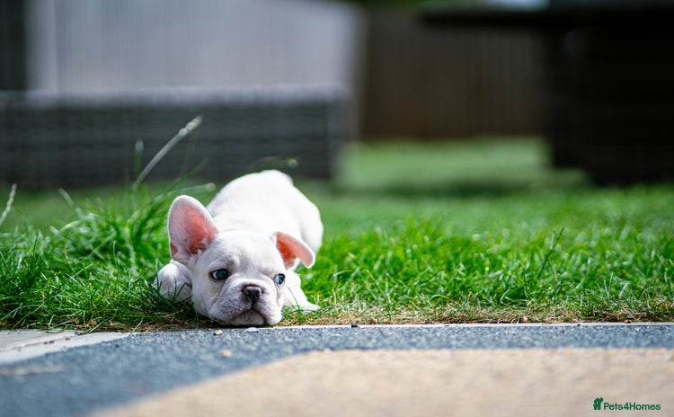 French Bulldog dogs - Advert 9