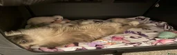 Ragdoll cats for sale: Stunning bluepoint ragdoll kittens  - Advert 26