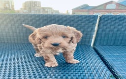 Mixed Breed dogs for sale: Out standing Labradoodle from a loving home  - Image 4