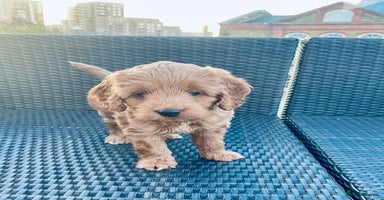 Mixed Breed dogs - Advert 8