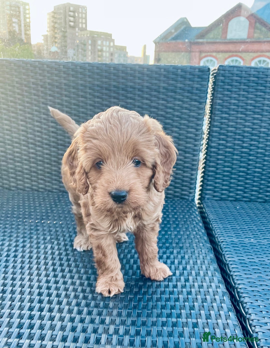 Mixed Breed dogs for sale: Out standing Labradoodle from a loving home  - Image 4