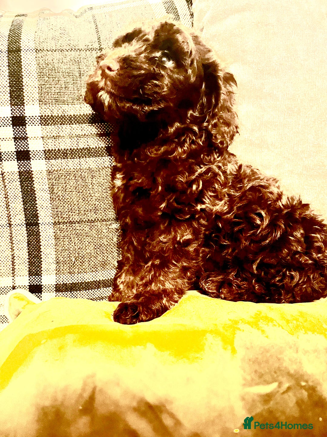 Cockapoo dogs for sale: Amazing choc cockerpoo pups for sale READY NOW  - Advert 20