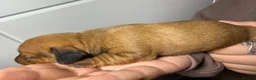 Miniature Dachshund dogs for sale: Beautiful Miniature Dachshund Puppies - Advert 27