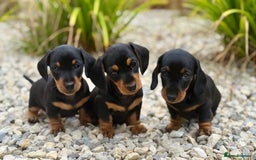 Miniature Dachshund dogs for sale: PRA clear super looking puppies - Image 1