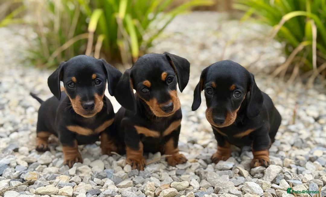 Miniature Dachshund dogs for sale: PRA clear super looking puppies - Image 1