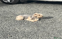 Lakeland Terrier dogs for sale: Lakeland terrier puppies - Image 12