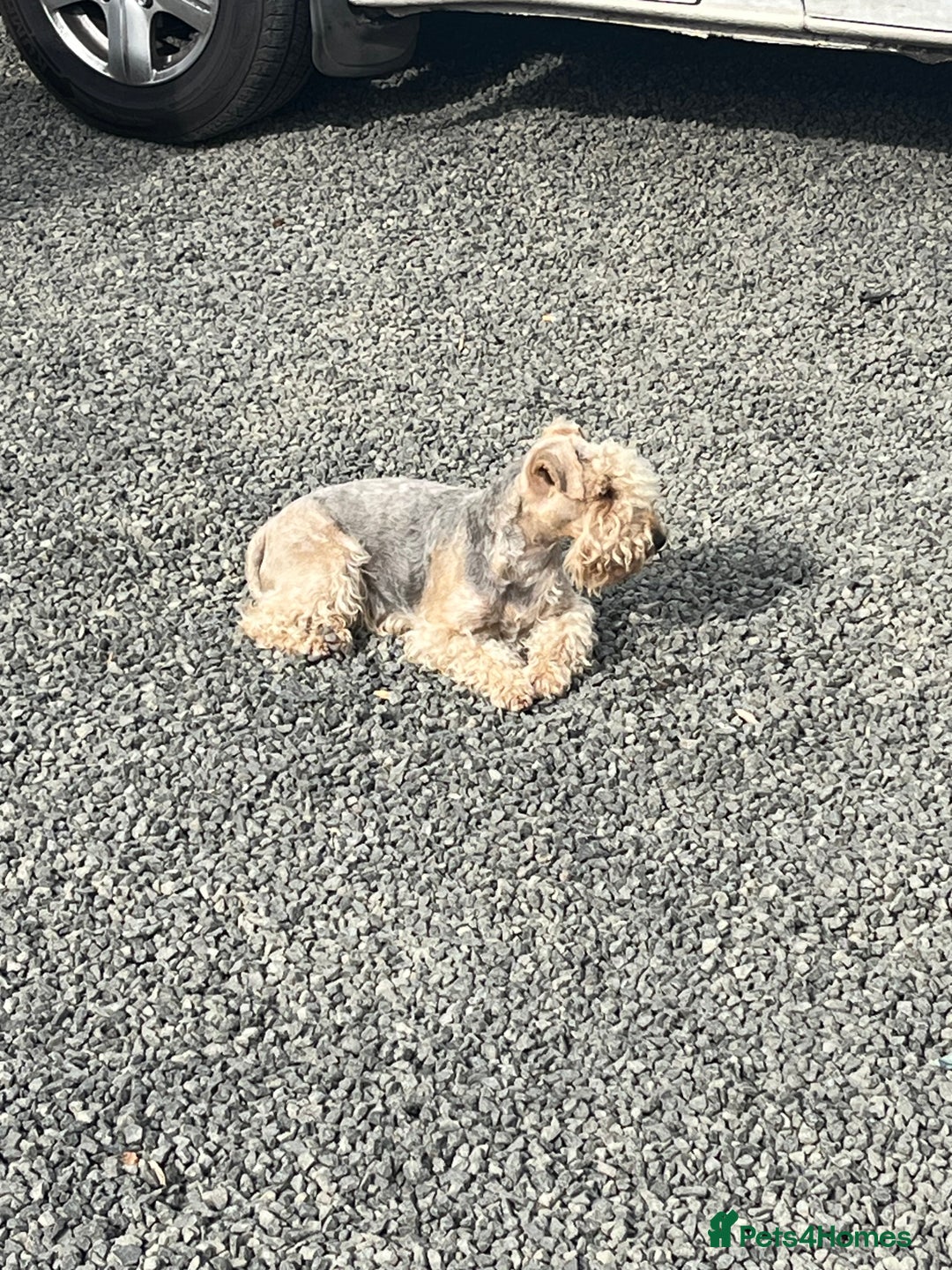 Lakeland Terrier dogs for sale: Lakeland terrier puppies - Image 12