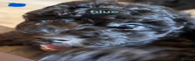 BLUE - one of the smallest in the litter