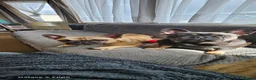 French Bulldog dogs for stud: 🐕🐕KC REG RONNIE FOR STUD 🐶🐶  - Advert 8