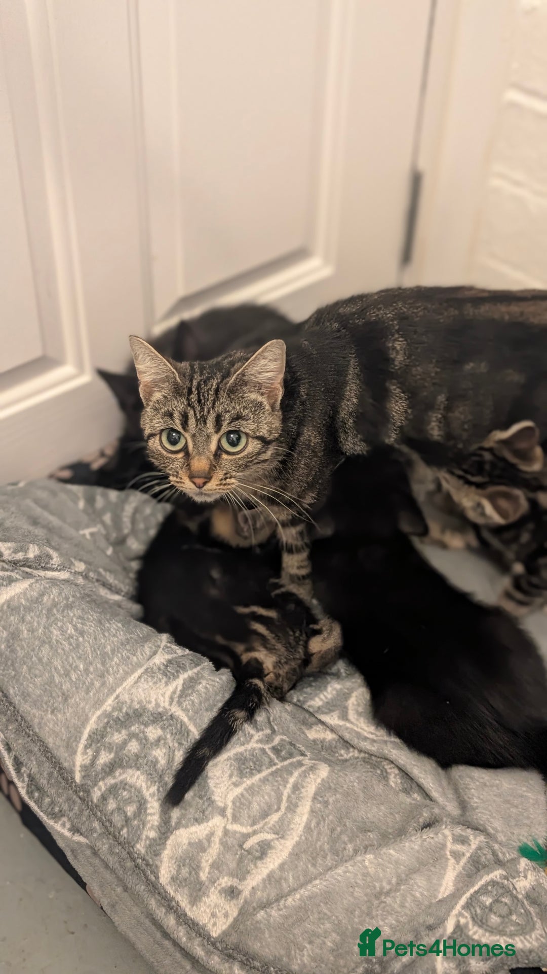 Mixed Breed cats for sale: 🐾 Two adorable kittens boys looking for home - Image 10
