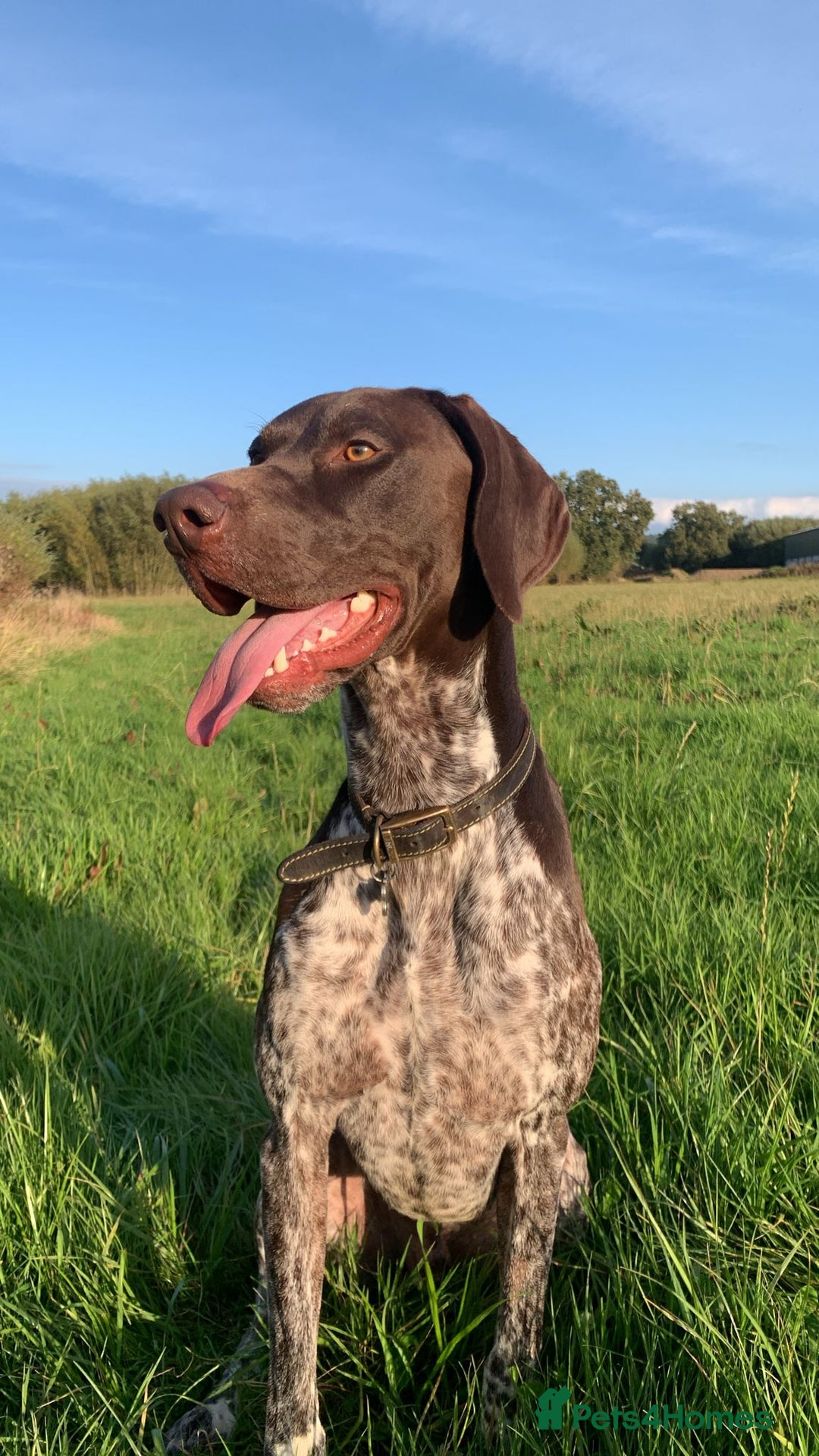 German Shorthaired Pointer dogs for stud: KC registered GSP for stud - Advert 2