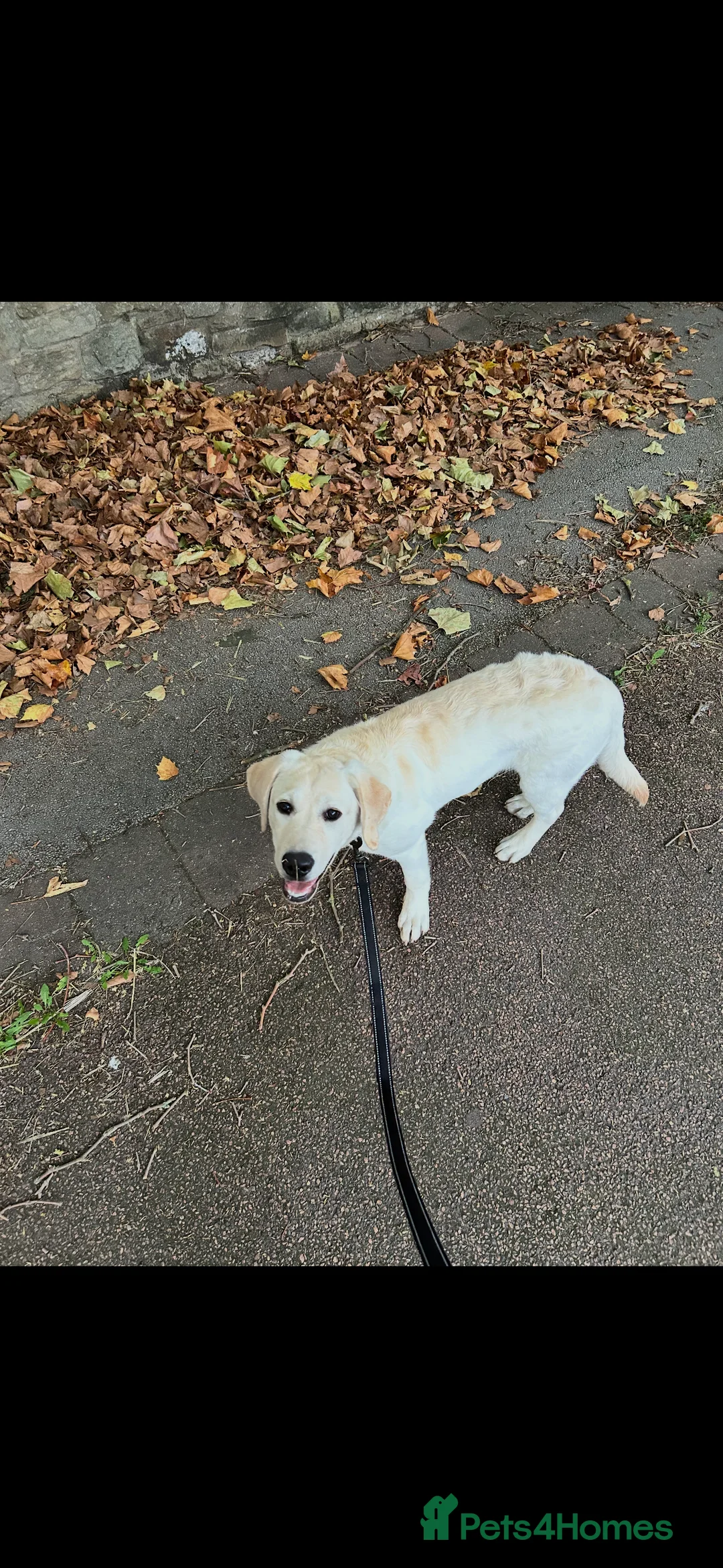 Labrador Retriever dogs for sale: Introducing… Anjola, your new best friend 💚 - Advert 2