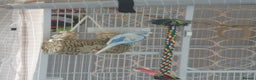 Budgerigars birds for sale: Budgerigars - one female one male - Advert 5