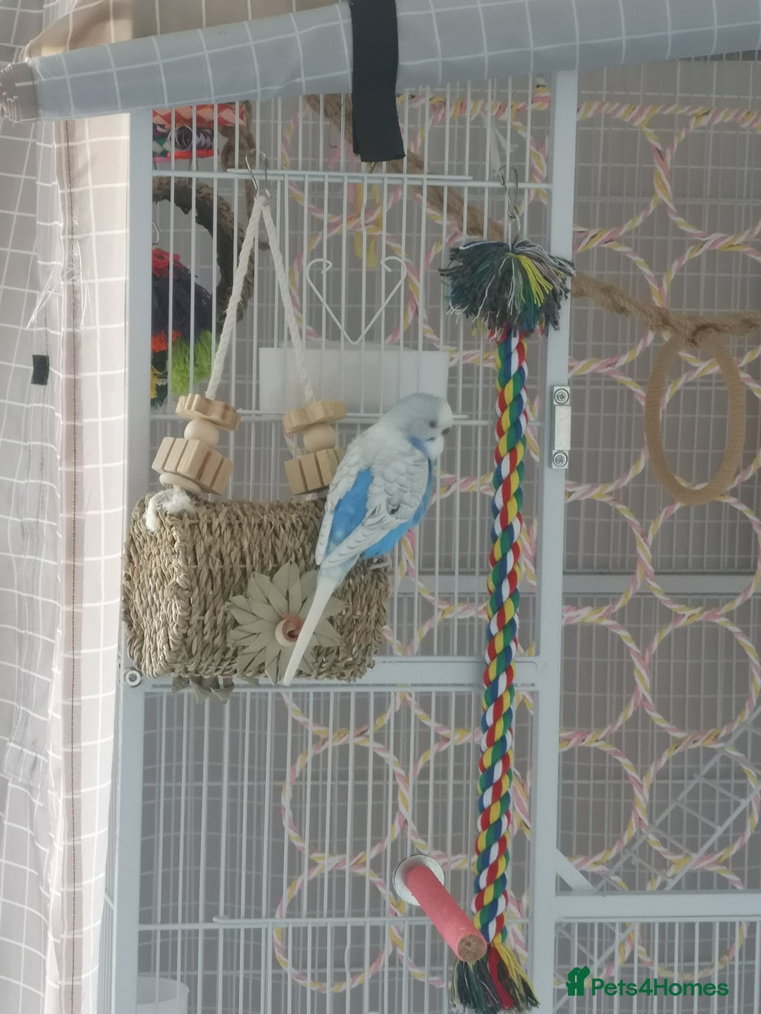 Budgerigars birds for sale: Budgerigars - one female one male - Advert 5