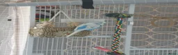 Budgerigars birds for sale: Budgerigars - one female one male - Advert 7