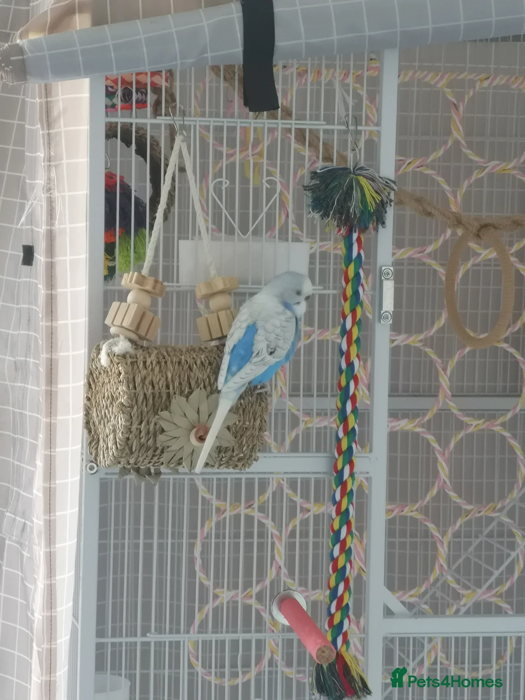 Budgerigars birds for sale: Budgerigars - one female one male - Advert 7
