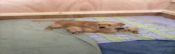 Golden Retriever dogs for sale: 3 Golden Retriver Puppies - Advert 4