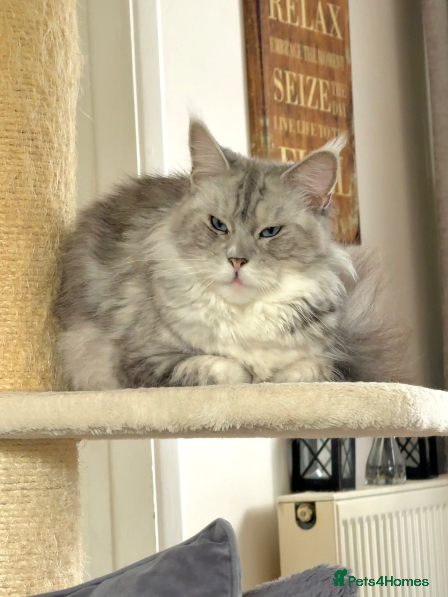 Maine Coon cats 💝Magnificent large TICA kittens 💖 - Advert 6