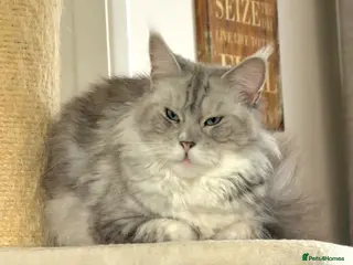 Maine Coon cats 💝Magnificent large TICA kittens 💖 - Advert 6