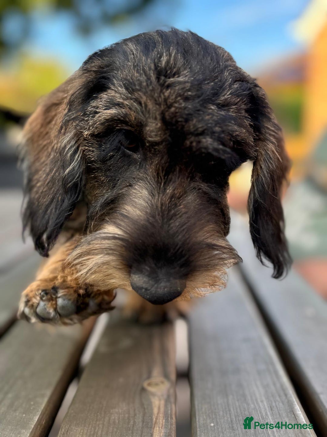 Miniature Dachshund dogs for sale: Cuddly KC Reg Mini-Wire Dachsund Boy - Image 3