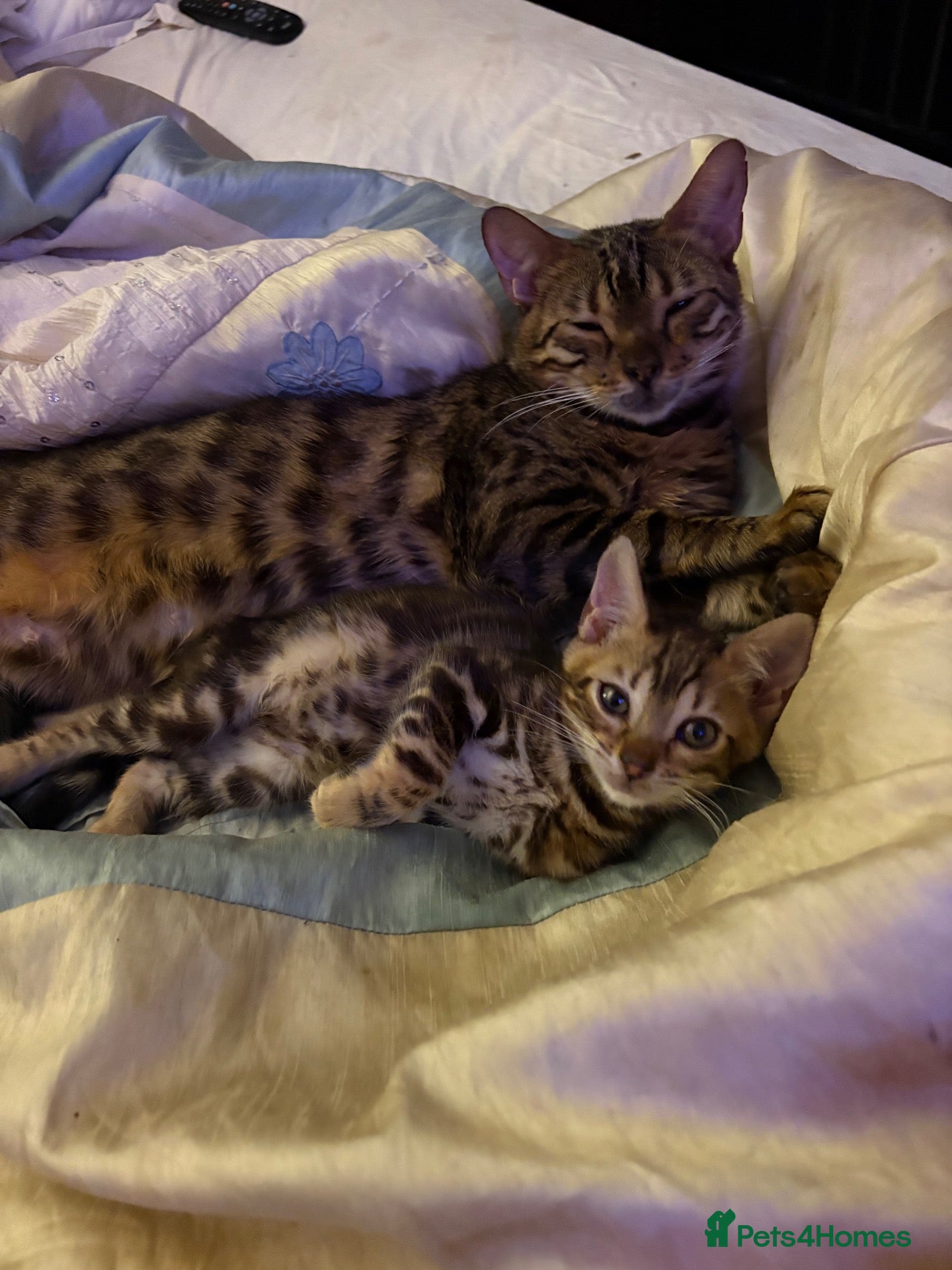 Bengal cats Bengal kittens pedigreed and registered - Advert 14