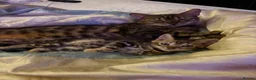 Bengal cats for sale: Bengal kittens pedigreed and registered - Advert 1