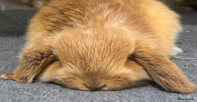 Mini Lop rabbits 5 week old pure mini lop ready to reserve - Advert 16