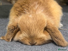 Mini Lop rabbits 5 week old pure mini lop ready to reserve - Advert 10