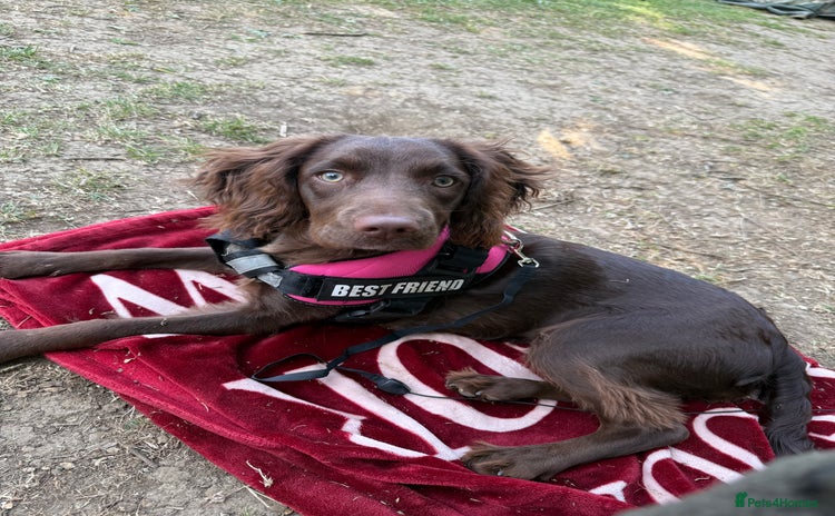 English Springer Spaniel dogs - Advert 16