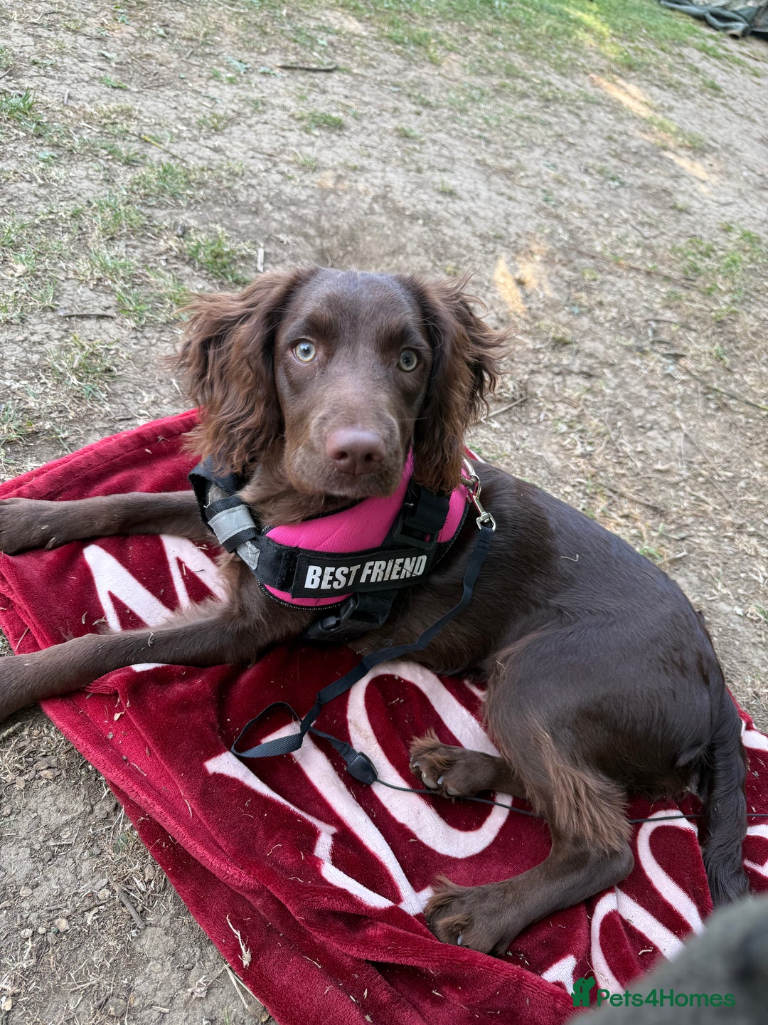 English Springer Spaniel dogs for sale: Female springer spaniel  - Image 1