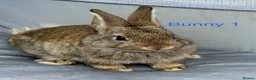 Mini Lop rabbits for sale: Mini lop bunnies - Advert 7