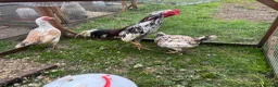 Chickens poultry for sale: Point of lay chickens for sale - Advert 8